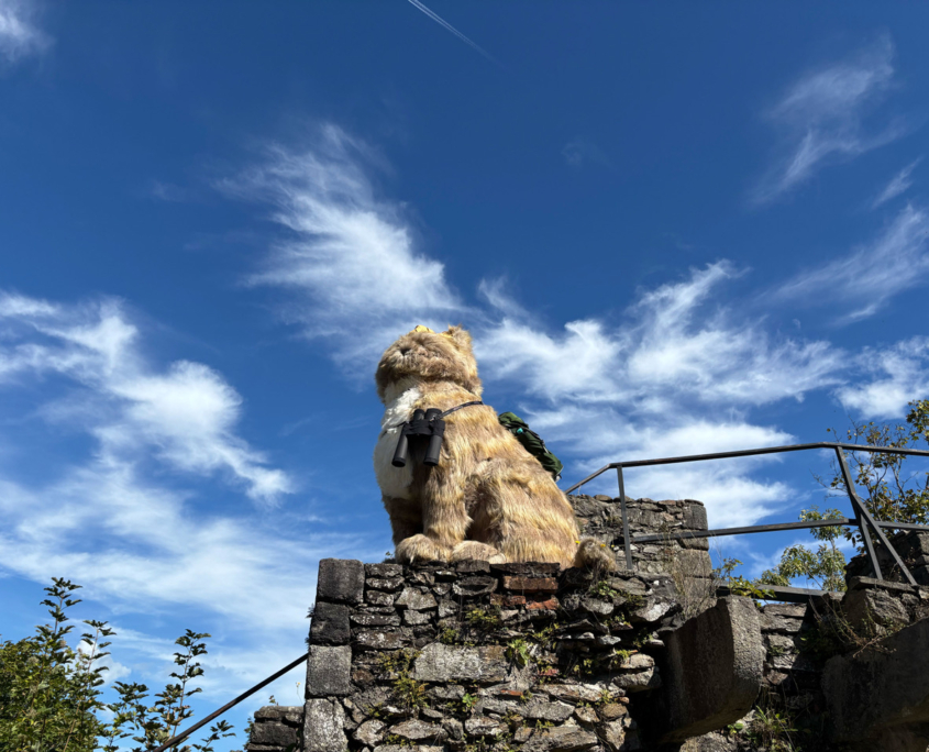 Katzenausflug KunstRaumxtd